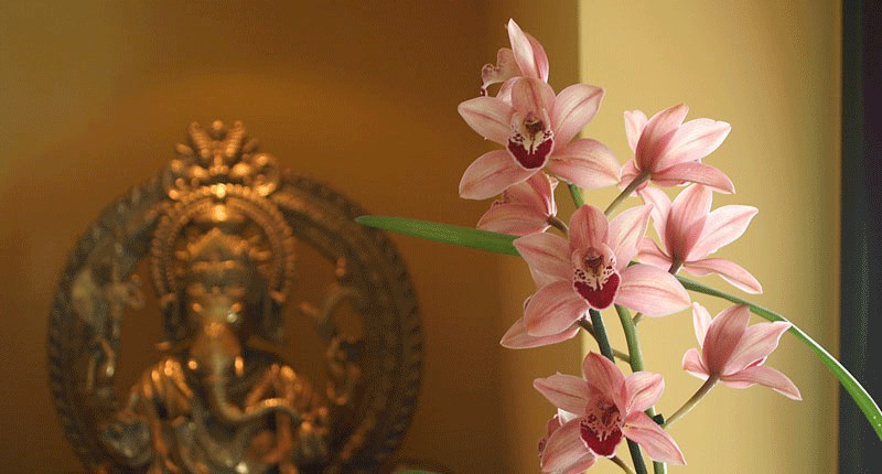 dinufamily_web_12_orchid